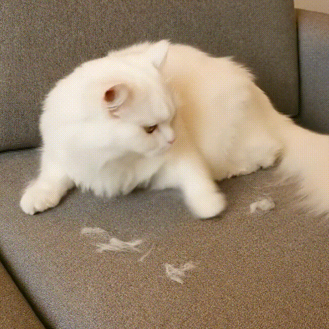 Gant anti-poils en maille – Dites adieu aux vêtements couverts de poils